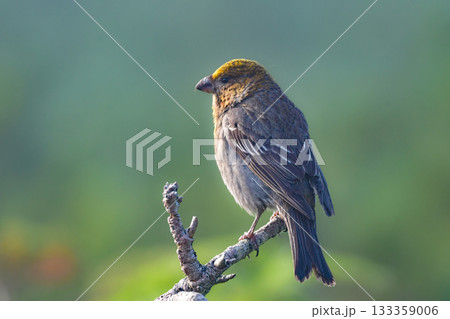 初夏から夏に知床や大拙山等北海道の山で出会える真っ赤な美しい野鳥、ギンザンマシコ 初夏から夏に知床や大拙山等北海道の山で出会える真っ赤な美しい野鳥、ギンザンマシコ 133359006