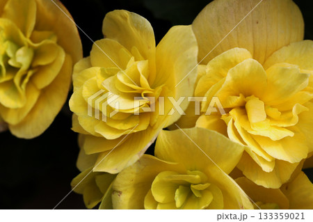 ベゴニアの花 ベゴニアの花 133359021