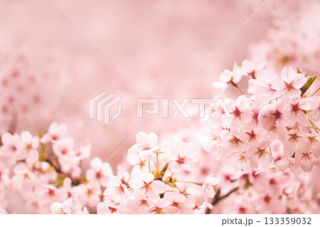 桜の花 桜の花 133359032