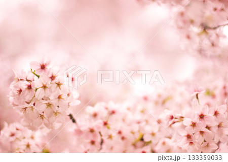 桜の花 桜の花 133359033