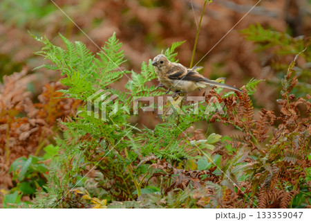 初夏から夏に北海道の草原や原生花園で見られる赤い美しい鳥、ローズピンクのベニマシコ 133359047