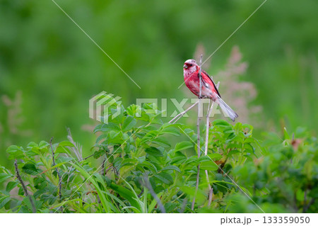 初夏から夏に北海道の草原や原生花園で見られる赤い美しい鳥、ローズピンクのベニマシコ 133359050
