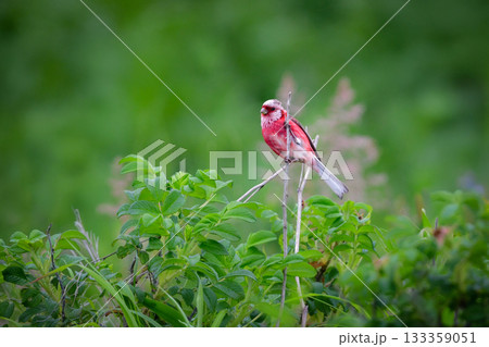初夏から夏に北海道の草原や原生花園で見られる赤い美しい鳥、ローズピンクのベニマシコ 初夏から夏に北海道の草原や原生花園で見られる赤い美しい鳥、ローズピンクのベニマシコ 133359051