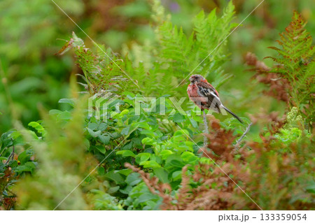 初夏から夏に北海道の草原や原生花園で見られる赤い美しい鳥、ローズピンクのベニマシコ 133359054