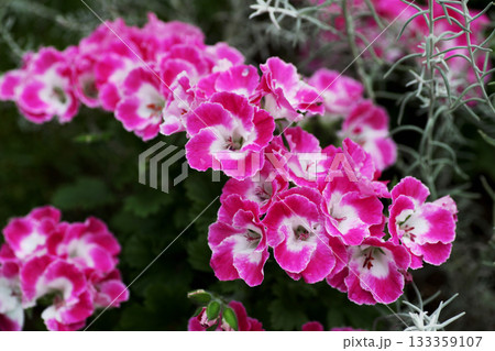 ペラルゴニューム ペラルゴニューム 133359107