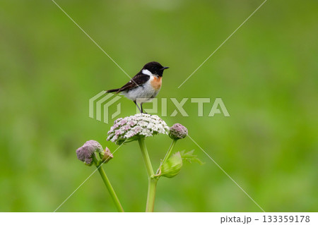 奥日光や北海道の草原で初夏に出会える白黒の美しい野鳥ノビタキと黄色いニッコウキスゲの花 133359178