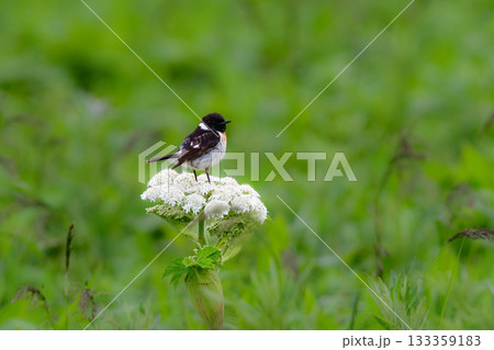 奥日光や北海道の草原で初夏に出会える白黒の美しい野鳥ノビタキと黄色いニッコウキスゲの花 奥日光や北海道の草原で初夏に出会える白黒の美しい野鳥ノビタキと黄色いニッコウキスゲの花 133359183