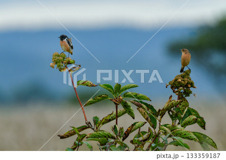 奥日光や北海道の草原で初夏に出会える白黒の美しい野鳥ノビタキと黄色いニッコウキスゲの花 133359187