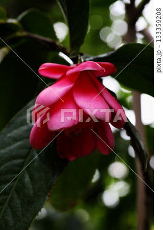 ベトナム椿の花 133359208