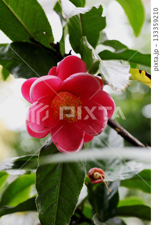ベトナム椿の花 ベトナム椿の花 133359210
