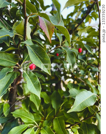 赤い実をつけたソヨゴの木21 133359230