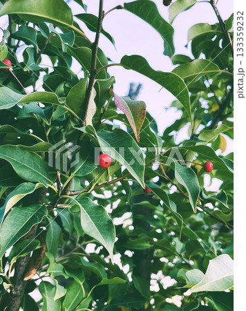 赤い実をつけたソヨゴの木23 133359232