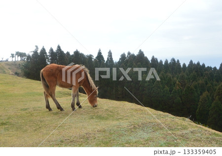 崖の上のミサキウマ(都井岬/宮崎県串間市大納) 崖の上のミサキウマ(都井岬/宮崎県串間市大納) 133359405