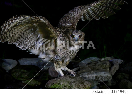 北海道で見られる、絶滅危惧種の神秘的なアイヌの神様、世界最大のフクロウのシマフクロウ 133359492