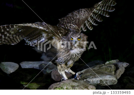 北海道で見られる、絶滅危惧種の神秘的なアイヌの神様、世界最大のフクロウのシマフクロウ 北海道で見られる、絶滅危惧種の神秘的なアイヌの神様、世界最大のフクロウのシマフクロウ 133359493