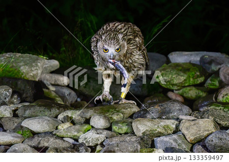 北海道で見られる、絶滅危惧種の神秘的なアイヌの神様、世界最大のフクロウのシマフクロウ 133359497