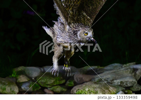 北海道で見られる、絶滅危惧種の神秘的なアイヌの神様、世界最大のフクロウのシマフクロウ 北海道で見られる、絶滅危惧種の神秘的なアイヌの神様、世界最大のフクロウのシマフクロウ 133359498