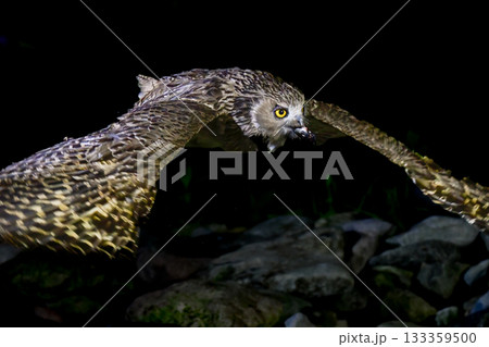 北海道で見られる、絶滅危惧種の神秘的なアイヌの神様、世界最大のフクロウのシマフクロウ 133359500