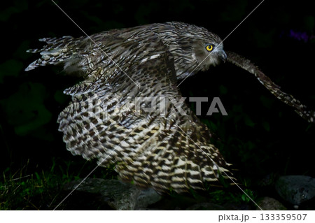 北海道で見られる、絶滅危惧種の神秘的なアイヌの神様、世界最大のフクロウのシマフクロウ 北海道で見られる、絶滅危惧種の神秘的なアイヌの神様、世界最大のフクロウのシマフクロウ 133359507
