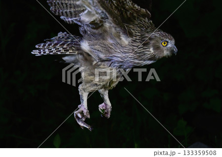 北海道で見られる、絶滅危惧種の神秘的なアイヌの神様、世界最大のフクロウのシマフクロウ 北海道で見られる、絶滅危惧種の神秘的なアイヌの神様、世界最大のフクロウのシマフクロウ 133359508