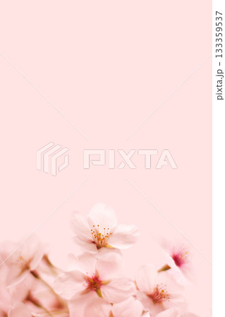 桜の花 桜の花 133359537