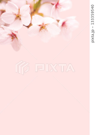 桜の花 桜の花 133359540