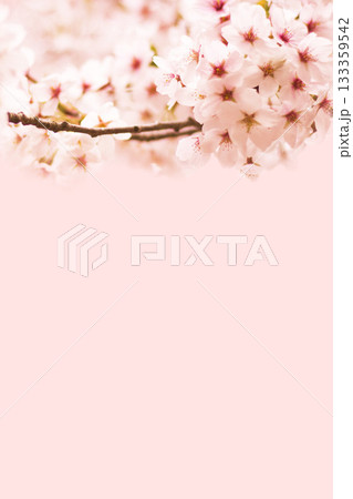 桜の花 桜の花 133359542
