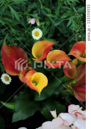 カラー キャピテイン リド 133359555