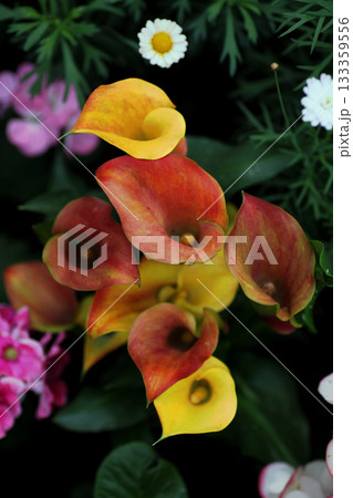 カラー キャピテイン リド 133359556