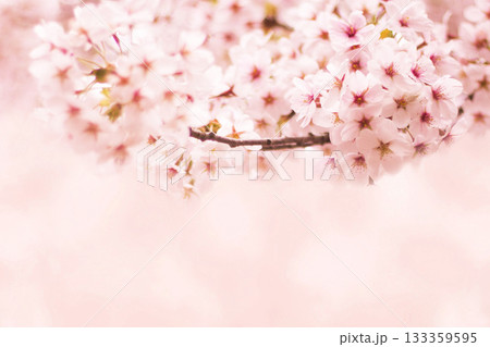 桜の花 桜の花 133359595