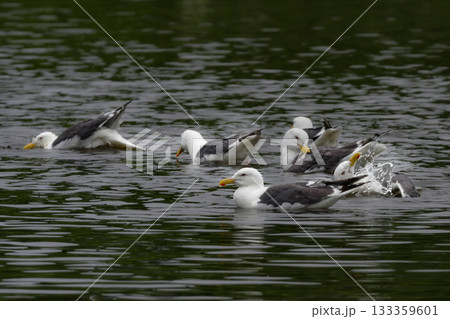 北海道の海岸や港で沢山みられる白と灰色の羽が印象的な海辺の鳥、オオセグロカモメ 北海道の海岸や港で沢山みられる白と灰色の羽が印象的な海辺の鳥、オオセグロカモメ 133359601