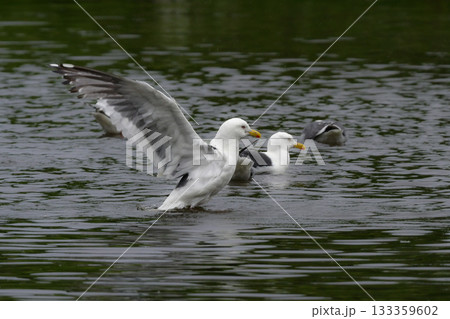 北海道の海岸や港で沢山みられる白と灰色の羽が印象的な海辺の鳥、オオセグロカモメ 北海道の海岸や港で沢山みられる白と灰色の羽が印象的な海辺の鳥、オオセグロカモメ 133359602