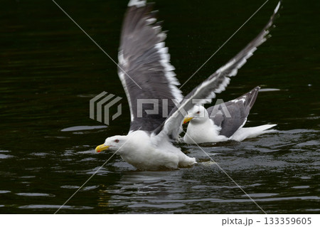 北海道の海岸や港で沢山みられる白と灰色の羽が印象的な海辺の鳥、オオセグロカモメ 133359605