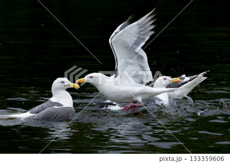 北海道の海岸や港で沢山みられる白と灰色の羽が印象的な海辺の鳥、オオセグロカモメ 133359606