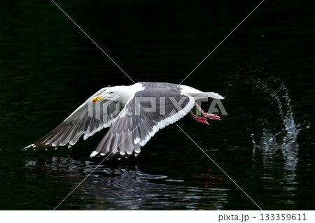 北海道の海岸や港で沢山みられる白と灰色の羽が印象的な海辺の鳥、オオセグロカモメ 北海道の海岸や港で沢山みられる白と灰色の羽が印象的な海辺の鳥、オオセグロカモメ 133359611
