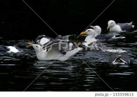 北海道の海岸や港で沢山みられる白と灰色の羽が印象的な海辺の鳥、オオセグロカモメ 北海道の海岸や港で沢山みられる白と灰色の羽が印象的な海辺の鳥、オオセグロカモメ 133359613