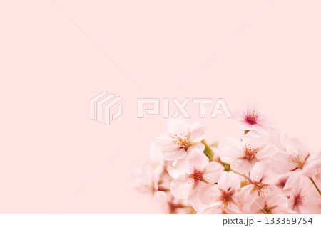 桜の花 桜の花 133359754