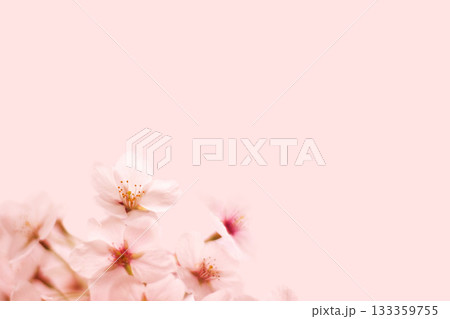 桜の花 133359755