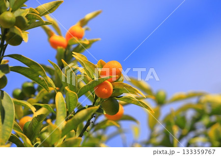 オレンジ色に色づいた「きんかん」 133359767