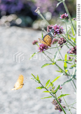 バーベナの小さな花とツマグロヒョウモンの雄と雌 バーベナの小さな花とツマグロヒョウモンの雄と雌 133359819