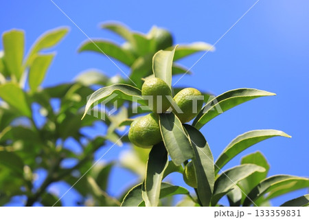 色づく前の緑色の「きんかん」 133359831