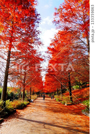 播磨中央公園 ラクウショウの並木道 133359863