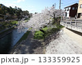 川沿いの桜　 133359925