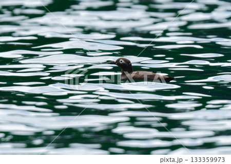 北海道等、日本近海の海でしか見られない赤い脚が特徴の海鳥、ケイマフリ 北海道等、日本近海の海でしか見られない赤い脚が特徴の海鳥、ケイマフリ 133359973