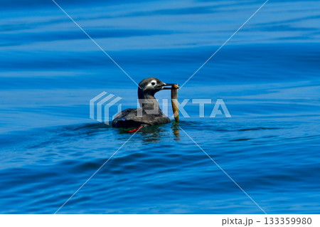 北海道等、日本近海の海でしか見られない赤い脚が特徴の海鳥、ケイマフリ 北海道等、日本近海の海でしか見られない赤い脚が特徴の海鳥、ケイマフリ 133359980