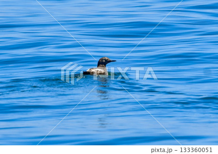 北海道等、日本近海の海でしか見られない赤い脚と白い羽が特徴の海鳥、ウミバト 北海道等、日本近海の海でしか見られない赤い脚と白い羽が特徴の海鳥、ウミバト 133360051