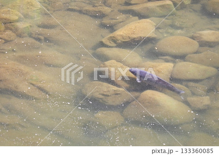 岡山県新見市金谷　河本ダム近くの本郷川にいた黒い鯉 133360085