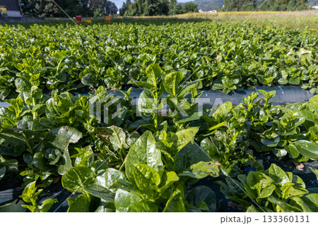収穫を待つ朝のツルムラサキ畑 133360131