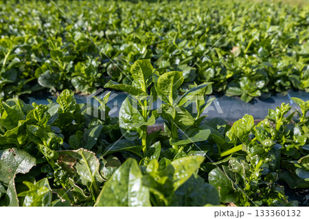 収穫を待つ朝のツルムラサキ畑 133360132