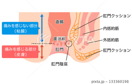 肛門の構造　直腸・肛門　断面図 133360198